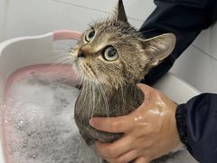 -宠颐生宠物医院·犬猫全科·皮肤科(商业街店)