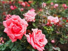 -香蜜公园