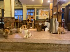 -more than meow吴止猫主题餐厅(承德 中船汇店)