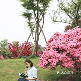 无锡网红打卡地，杜鹃花开得正艳