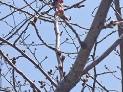 -高东镇樱花园