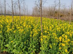 -合肥滨湖国家森林公园