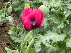 -国家植物园南园