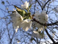 -保利·罗兰香谷