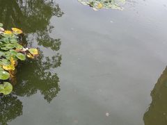 -叶家花园