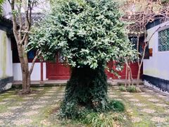 -上海醉白池公园