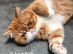 -瞄一喵猫咖(格力海岸店)