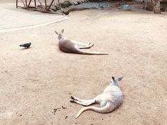 -可伦宾野生动物保护区