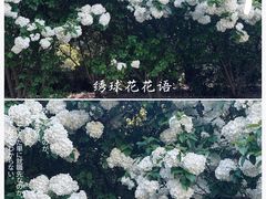 -上海滨江森林公园