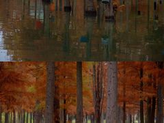 -白鹭湾湿地公园