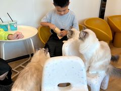 -有喵·猫咖·狗咖·30几只猫10只小狗(岗厦店)