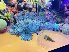 -上海海洋水族馆