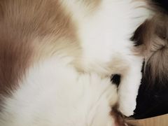 -有喵·猫咖·狗咖·30几只猫10只小狗(岗厦店)