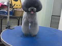 -沐沐家宠物(成寿寺店)