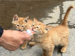 -终南山南五台景区