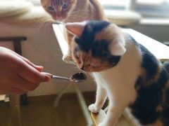 -Cappucimeow猫咪咖啡馆(韦伯时代店)