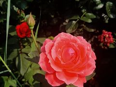 -天津东丽湖风景区