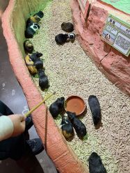 -Zoolung Zoolung动物主题公园(海信广场店)