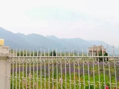 -曲江薰衣草庄园