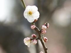 -无锡梅园公园