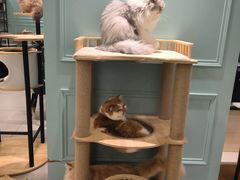 -安格丽娜·狗咖·猫咖羊驼咖(春熙路百盛商场店)