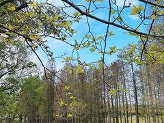 -上海共青森林公园