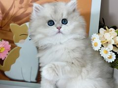 -小猫来了·猫舍(红山六九七九店)