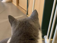 -CAT’S MEWSTAR CAFE·喵星球猫屋(晴湾咖啡店)