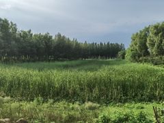 -东郊湿地公园