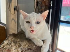 -豆逗聊愈猫阁Easy Life