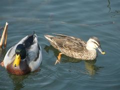 -西湖外事游船(花港观鱼码头)