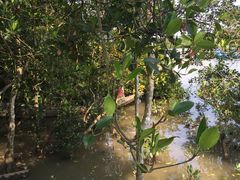 -东寨港红树林旅游区