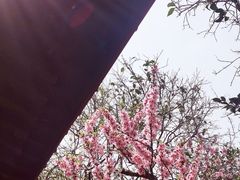 -南汇桃花村