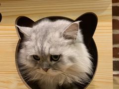 -猫友咖啡店(玉林西路店)