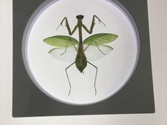 -上海昆虫博物馆