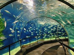 -上海海洋水族馆