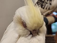 -吉丁鸟咖·异宠·寄养