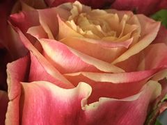 -Butchart布查德鲜花(花艺设计中心)