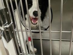 -爱妮康宠物医院·干细胞免疫细胞·肿瘤·心脏(张江店)