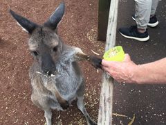 -费瑟代尔野生动物园