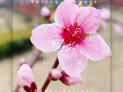 -新虹桥中心花园
