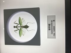-上海昆虫博物馆