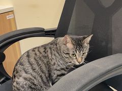 -萌兽医馆·犬猫专科·眼科中心·宠物医院(朝阳门分院)