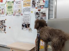 -爱侣宠医·鹦鹉专科·小型哺乳类·异宠专科(灵石路店)