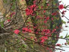 iphone_upload_pic-红山村
