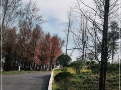 -上海长兴岛郊野公园