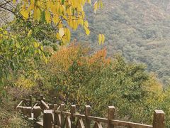 -大岭沟猕猴桃谷风景区