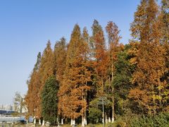 -金鸡湖桃花岛