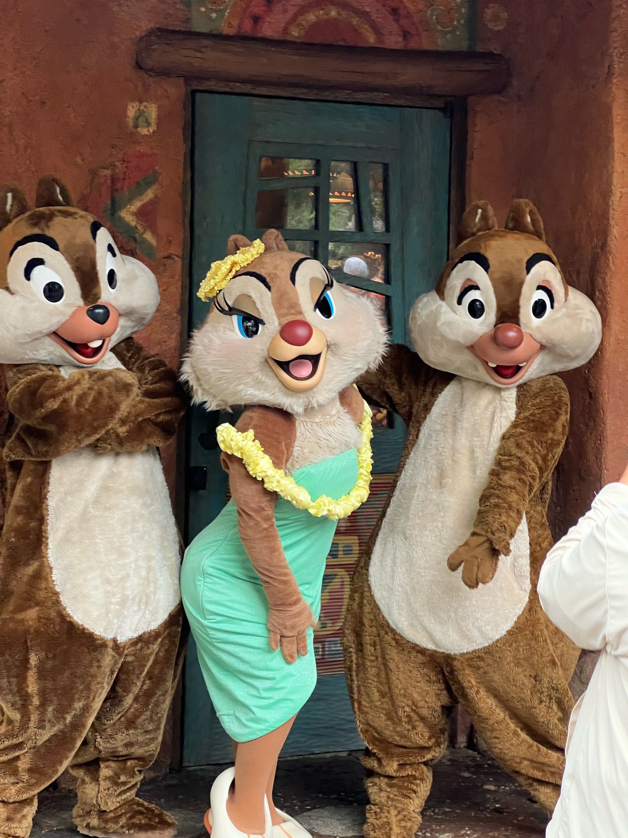 第一次见这么妖娆的花栗鼠!