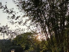 -东莞植物园
